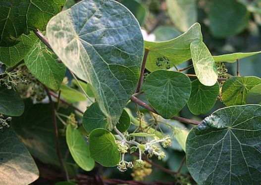 Stephania side effects.png